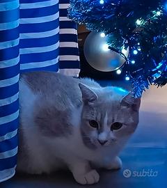 Gattina portafortuna in adozione