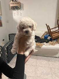 Maltipoo maschio 2 mesi - dolcissimo, pronto subit