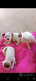 staffordshire bull terrier 