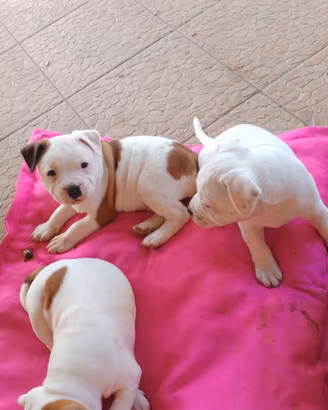 staffordshire bull terrier 