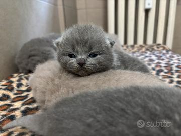 Cuccioli British shorthair