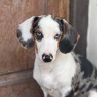 Bassotto per accoppiamento monta