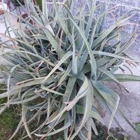 Pianta aloe ben conservata
