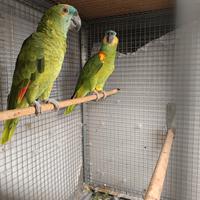 Coppia amazzone fronte blu xanthopteryx