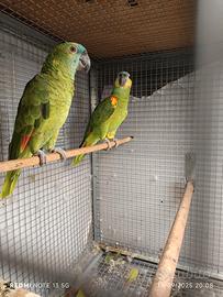 Coppia amazzone fronte blu xanthopteryx