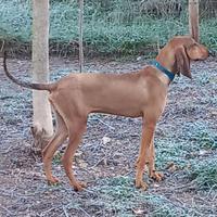 Segugio italiano per lepre , completo