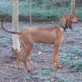 Segugio italiano per lepre , completo