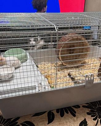 Gabbietta cavie 80 ferplast