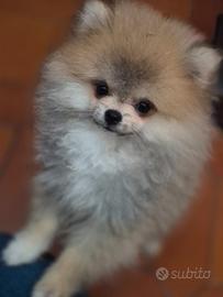 Cucciolo pomerania