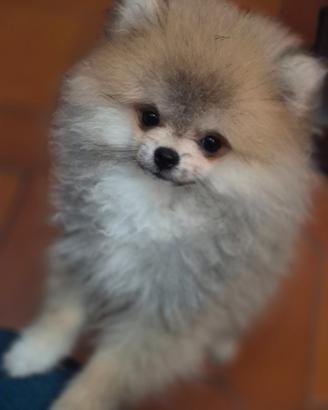 Cucciolo pomerania