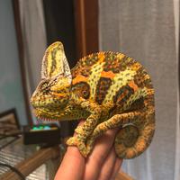Camaleonte calyptratus maschio