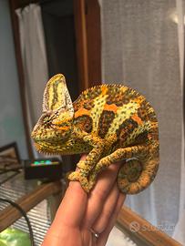 Camaleonte calyptratus maschio