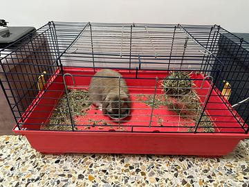 Coniglio ariete nano