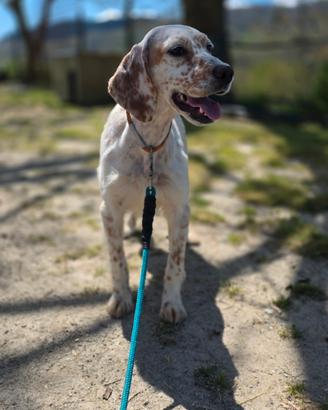 Setter inglese