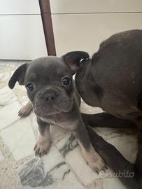 Bulldog francese