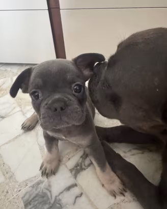 Bulldog francese