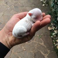 Maltese genealogia koreana