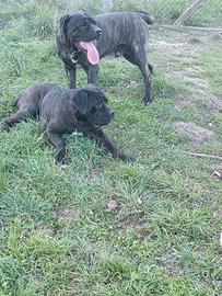 Cuccioli di cane corso