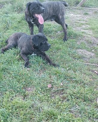 Cuccioli di cane corso