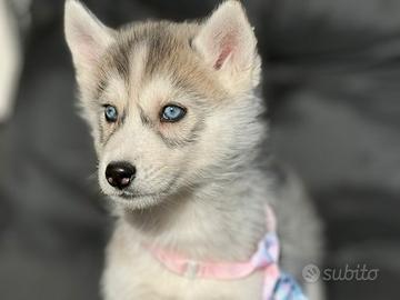 Husky