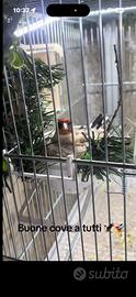 Cardellina