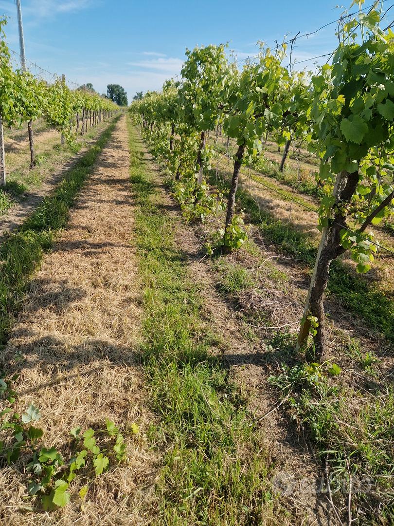 Capannone con terreno vigna - Vista 4