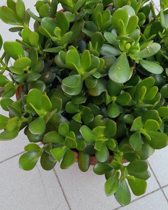 piante grasse