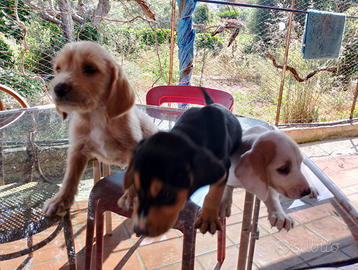 Cuccioli da caccia