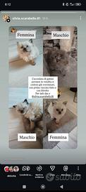 Cuccioli di gatto persiano