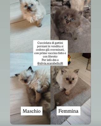 Cuccioli di gatto persiano