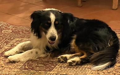 Maschio 20 mesi Miniature American Shepherd
