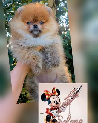 Spitz Pomerania/Pedigree Enci