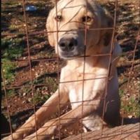 Speck meno di 2anni dal recinto al canile SUD