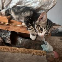 Gatti con pelo corto