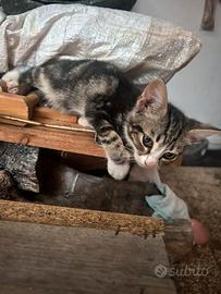 Gatti con pelo corto