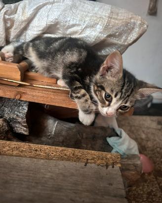 Gatti con pelo corto