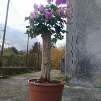 Pianta Bougainvillae Bonsaia