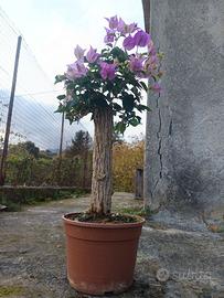 Pianta Bougainvillae Bonsaia
