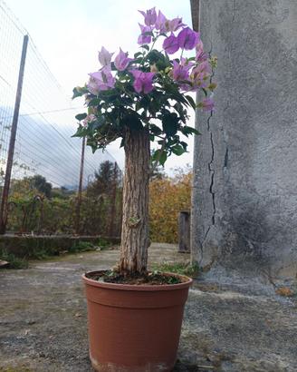 Pianta Bougainvillae Bonsaia