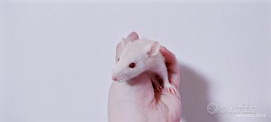 Ratti domestici da compagnia abituati al contatto