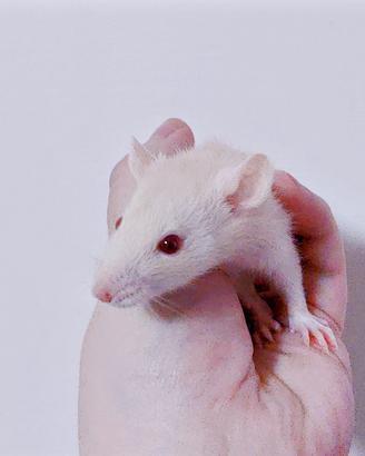 Ratti domestici da compagnia abituati al contatto