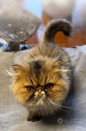 Gatto Persiano per accoppiamento