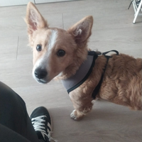 Piccola taglia
