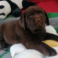 Cioccolatini labrador di due mesi
