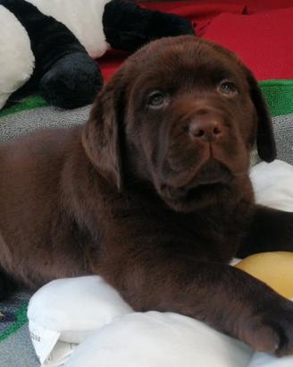 Cioccolatini labrador di due mesi