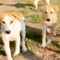 Cuccioli in adozione l