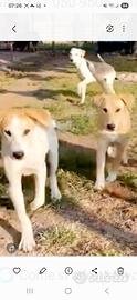 Cuccioli in adozione l