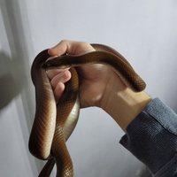 Serpente bruno ( Boaedon fuliginosus ) 2021-A