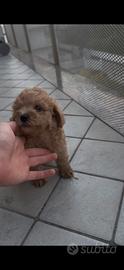 Maltipoo