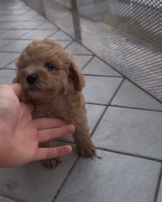 Maltipoo